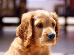 Adoptable Black Cats… Because Black Cats Matter!