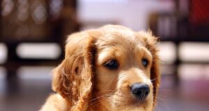 Helping Kids Cope with the Death of a Pet