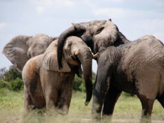 5 Things You Need to Know before You Get A Dog