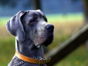 Banning Cats As Pets in the Next 10 Years