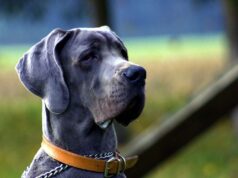 Banning Cats As Pets in the Next 10 Years