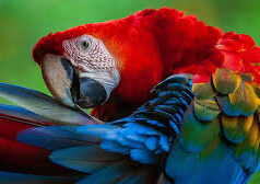 Why Blue and Red Birds Stand Out