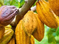 Secure funding to purchase 300,000 tonnes cocoa – Buyers Association to govt