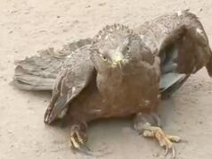 Keeping the ecosystem intact: Migratory bird flies from Brussels to Kwame Ankra