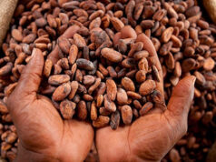 Pay cocoa farmers to save industry from collapse – Minority urges govt, COCOBOD