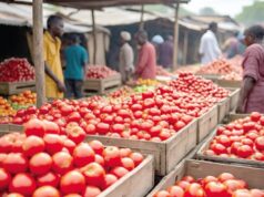 Government Moves to Resolve Burkina Faso Tomato Export Ban Through Talks